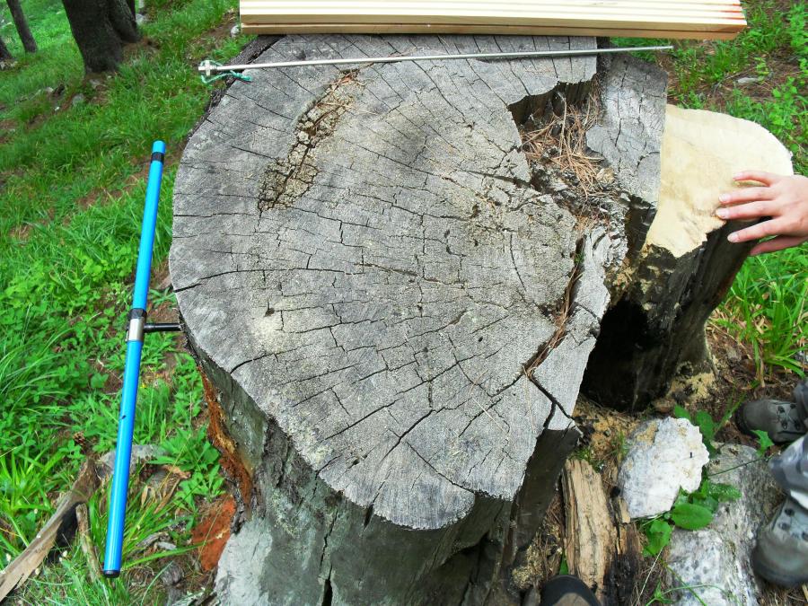 Скрити уроци за климата в годишните пръстени на вековните дървета