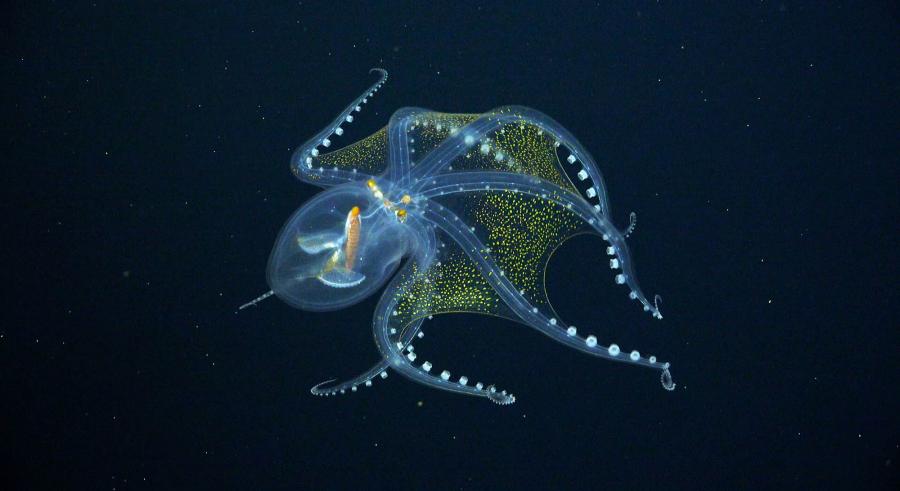 Заснеха изключително рядък „стъклен“ октопод