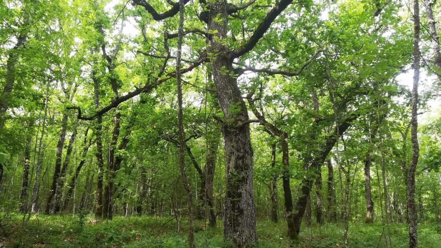Две нови територии минават под закрилата на закона по предложение на WWF
