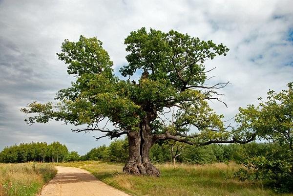 Полският дъб Дунин стана Европейско дърво на годината 2022