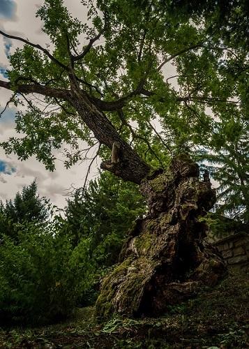 500-годишен дъб от Ново село спечели титлата „Дърво с корен 2019” 