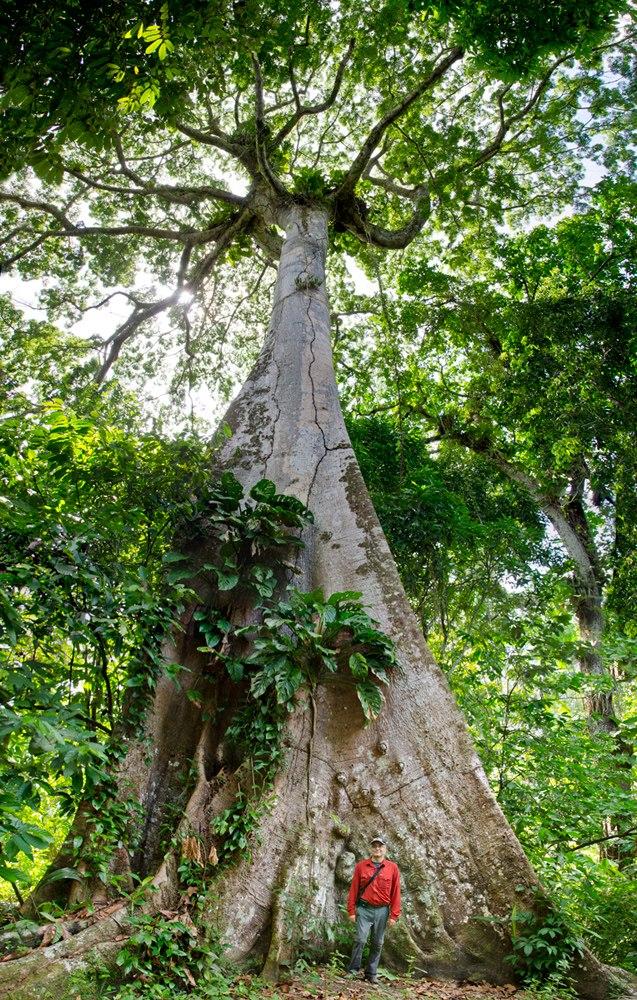 Учени достигнаха до най-голямото дърво в Амазонската джунгла