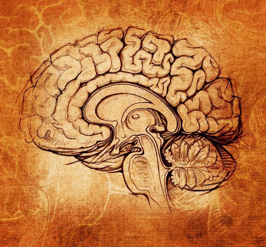 Какъв процент от капацитета на мозъка си използвате? 