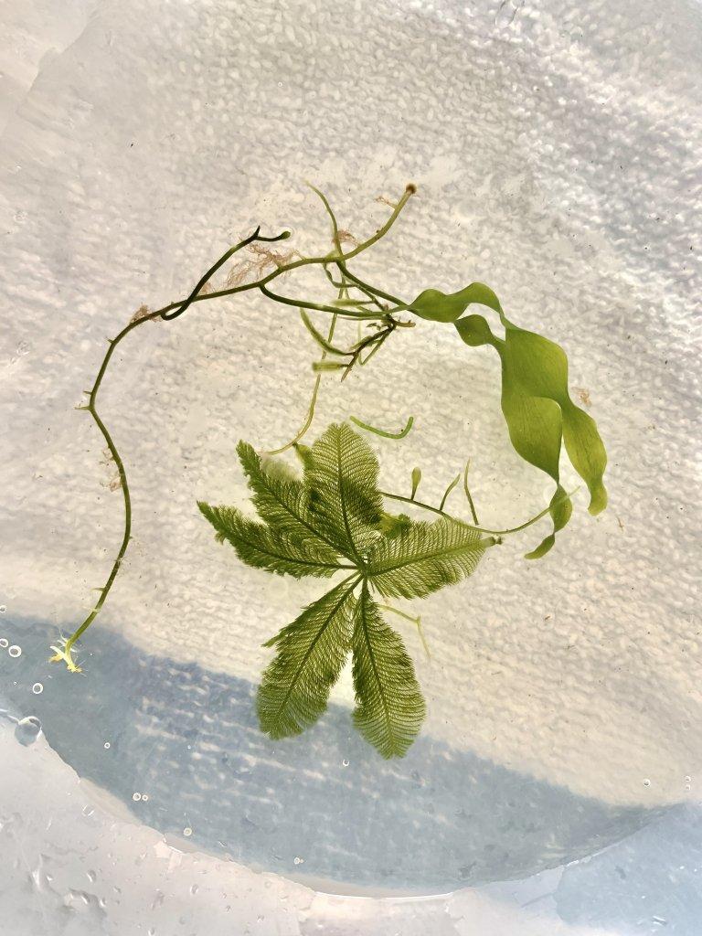 Гигантските водорасли, съставени само от една клетка, могат да определят времето