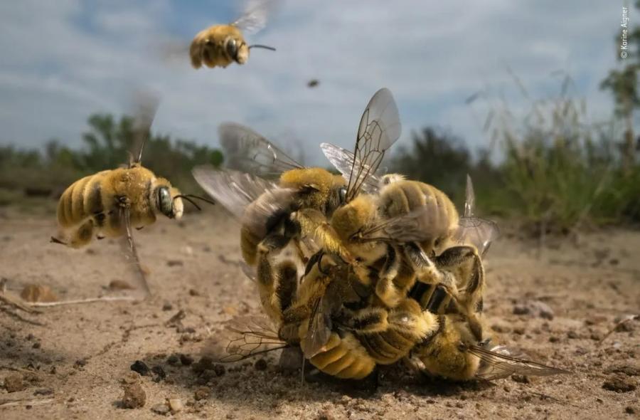 Една жужаща пчелна топка спечели голямата награда в конкурса „Фотограф на годината на дивата природа“