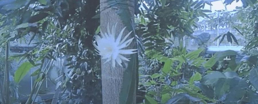 Видео показва изключително редкия цъфтеж на амазонското „лунно цвете“