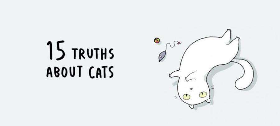 15 истини за котките, представени в забавни илюстрации