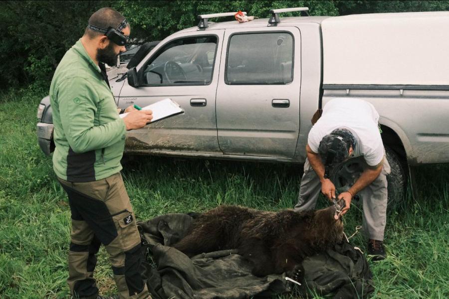WWF улови и премести мечката, забелязана в Габрово