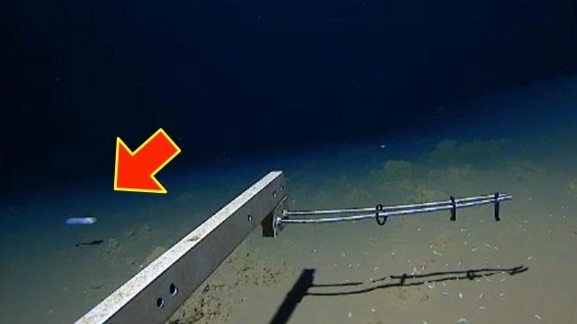 Учени заснеха риба на рекордна дълбочина край японското крайбрежие