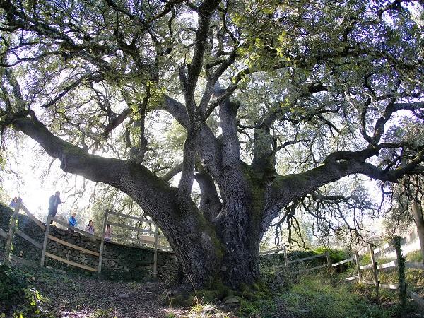 Дървото на вещиците в Испания зае първо място в европейския конкурс за любими дървета