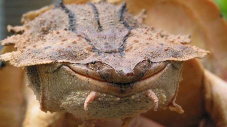 Откриха нов вид на една от най-странните костенурки в света