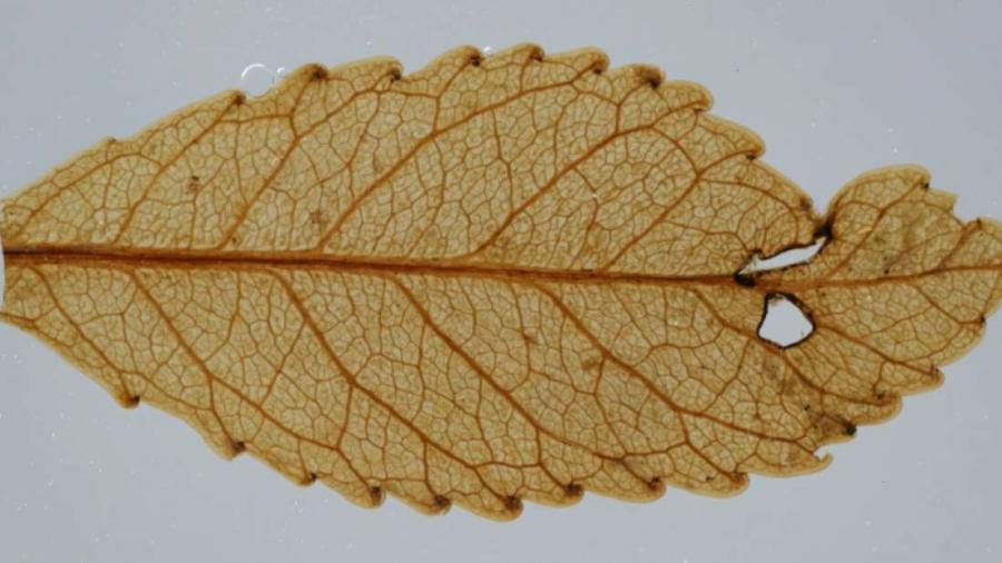 Листа на 23 млн. години показват как растенията биха реагирали на покачващите се нива на CO2