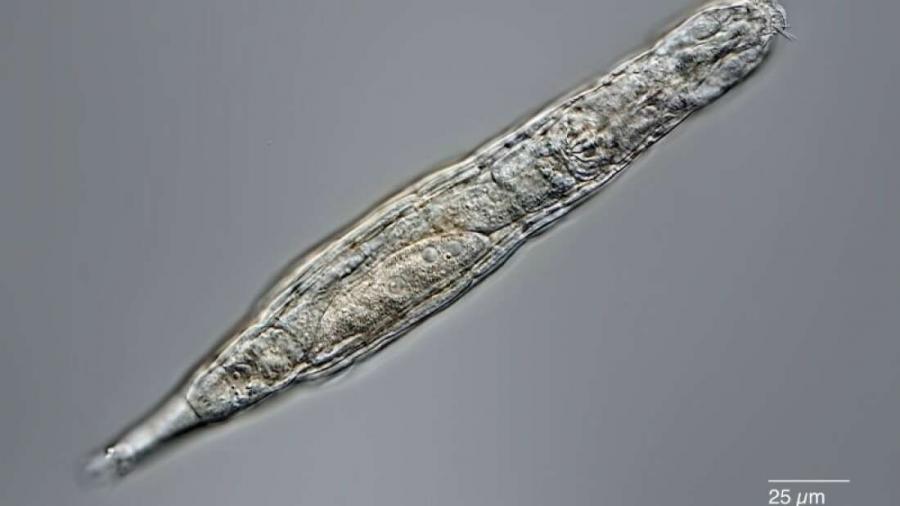 Съживиха микроскопично животно, прекарало 24 000 години в сибирската вечна замръзналост