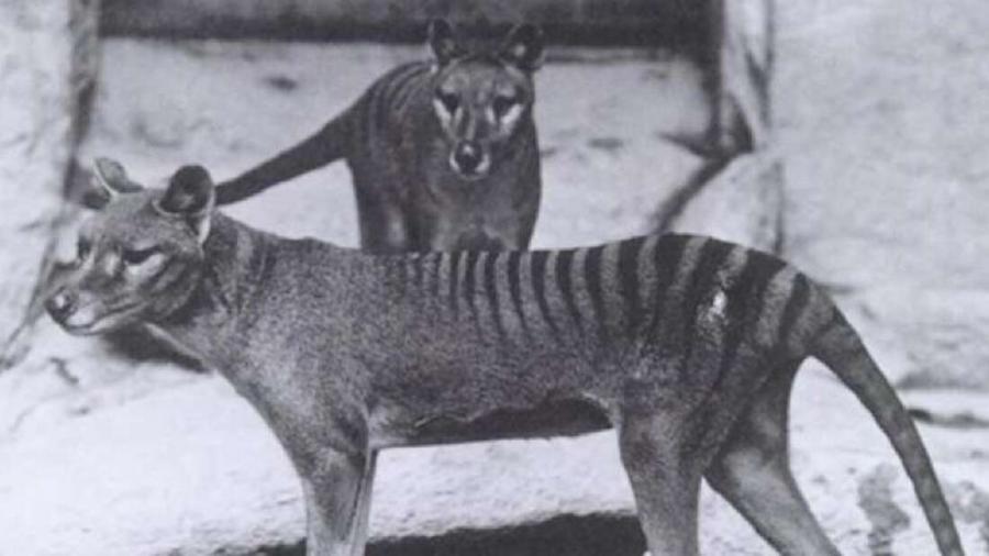 Австралийски учени се опитват да „възкресят“ тасманийския вълк