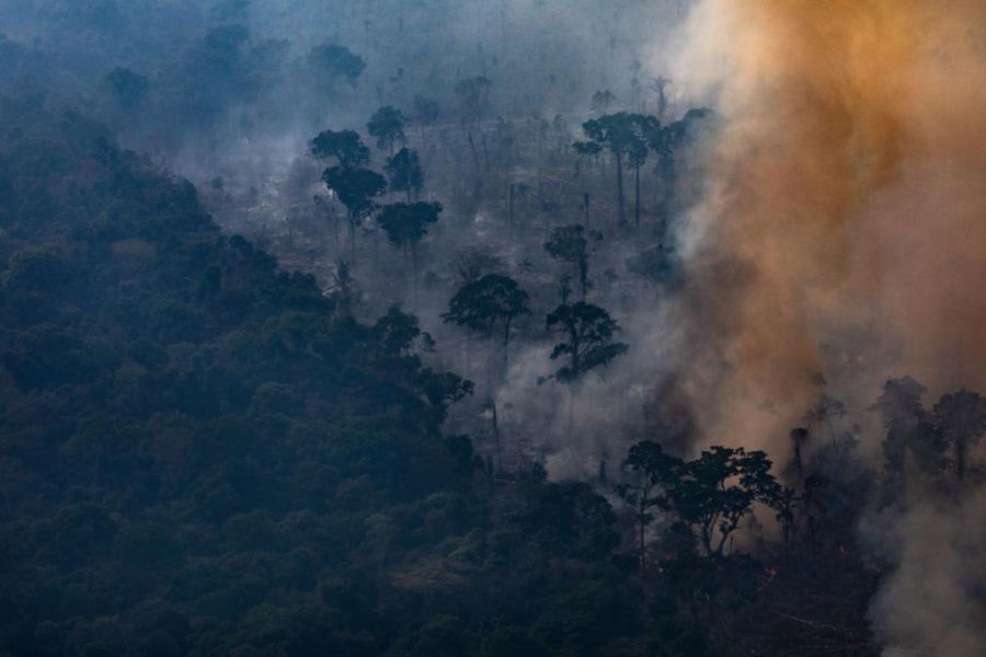 Големи части от амазонските гори вероятно никога няма да се възстановят