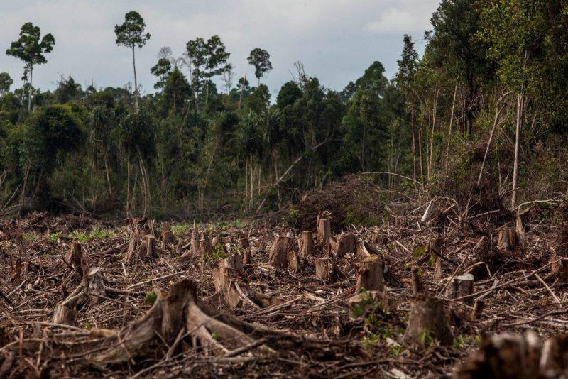 Над 100 световни лидери се ангажираха да сложат край на обезлесяването до 2030 г.