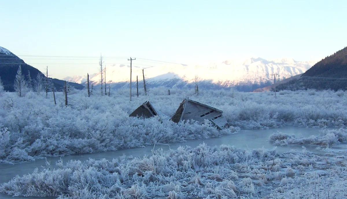 През 1964 г. „Призрачната гора“ на Аляска се ражда от най-мощното земетресение в историята на САЩ