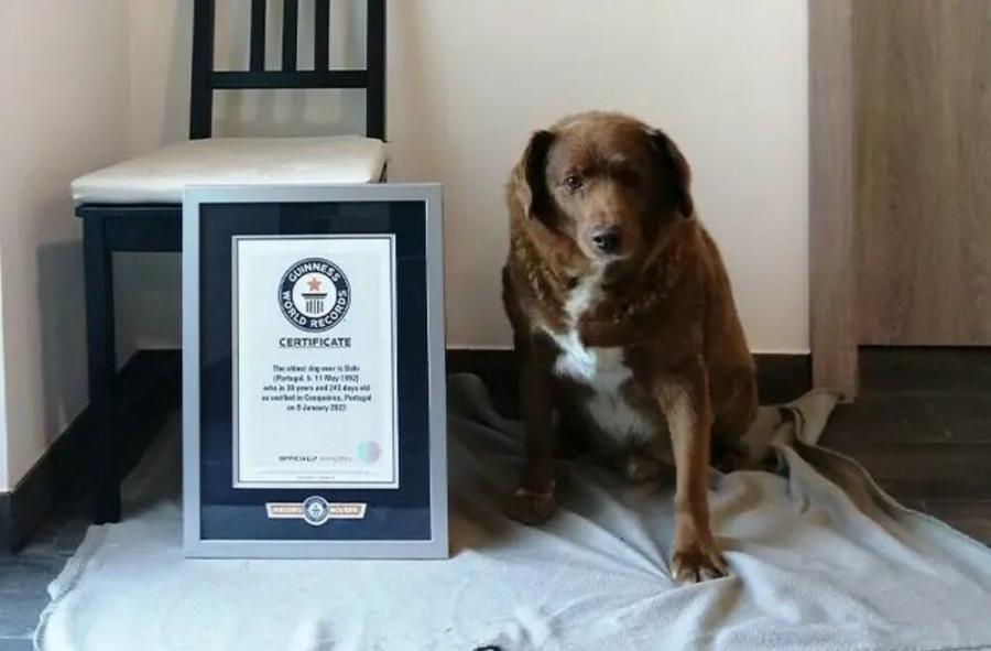 Най-старото куче в света отпразнува своя 31-ви рожден ден
