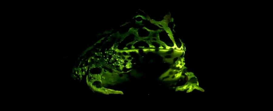 Жабите сияят в здрача