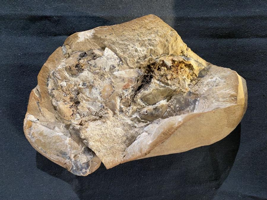 Учени откриха най-старото сърце на света. И то е на 380 млн. години