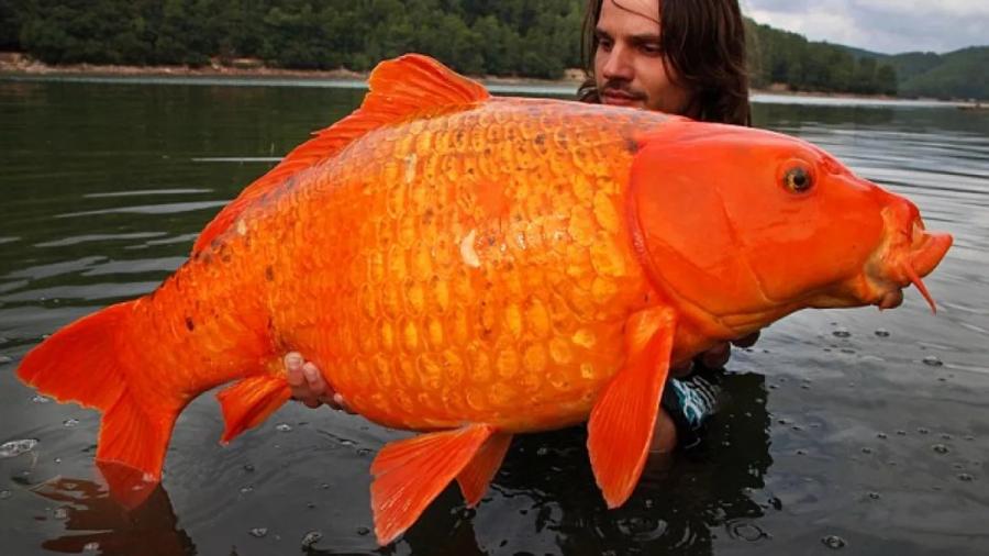 Златна рибка, тежаща колкото 10-годишно дете, ни напомня да не изхвърляме домашните си любимци