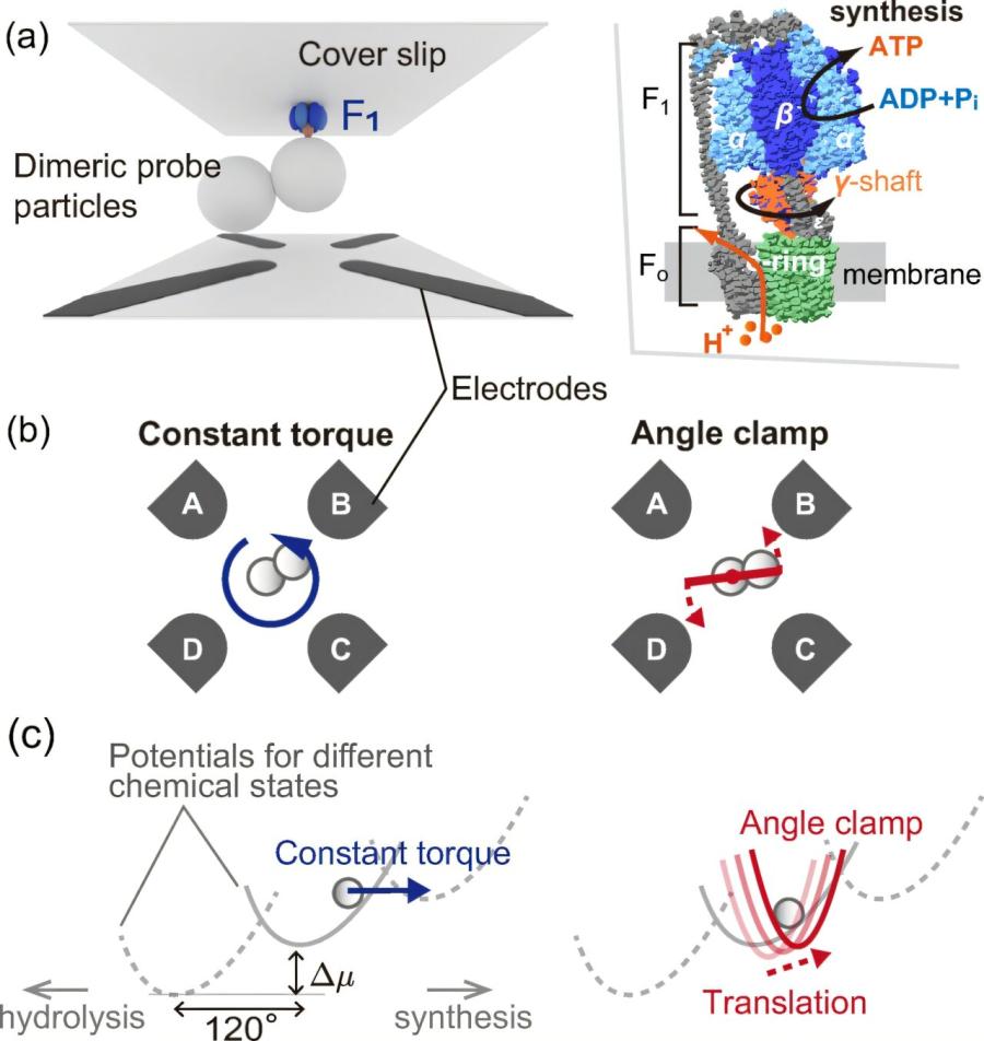 Как биологичните двигатели постигат максимална ефективност