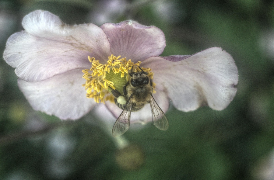 Ако пчелите замлъкнат: има ли бъдеще без тях?