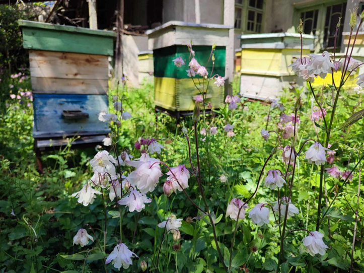 Климатичен капан: Пчелите у нас оцеляват все по-трудно