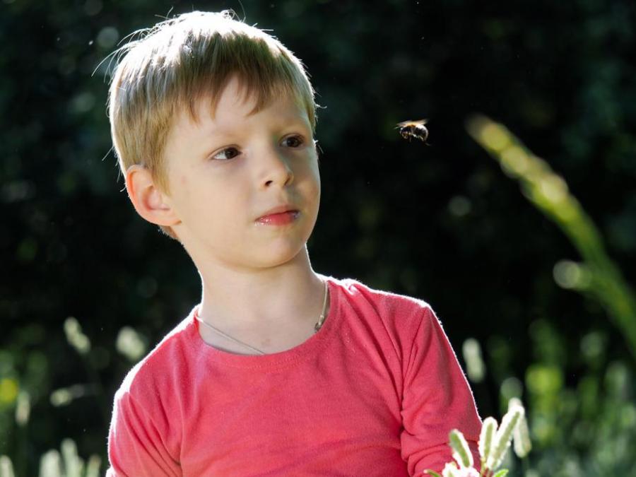 Ако ви ужили пчела, извадете жилото и сложете лед 