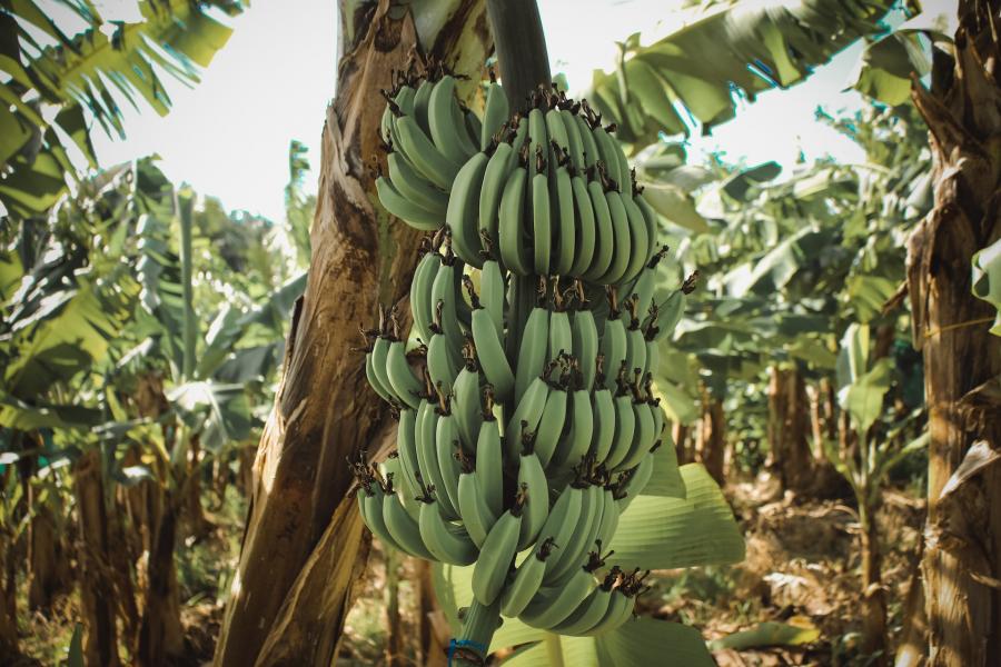 Учени предлагат да използваме бананови дървета в борбата с горските пожари