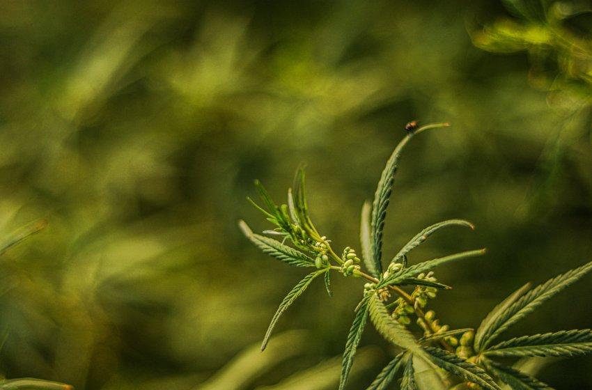 Индустриалният коноп: трудното завръщане на едно набедено, но многообещаващо растение