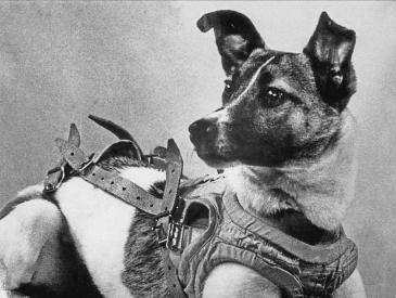 Днес се навършват 65 години от полета на кучето Лайка в космоса
