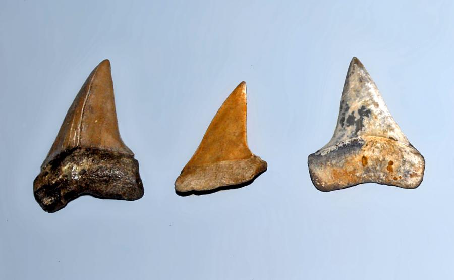 Откриха прародител на голямата бяла акула, живял преди 9 млн. години