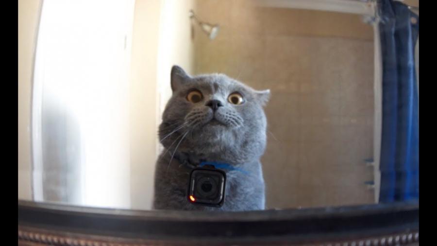 Мъж закачи камера на котката си и откри удивителни неща за живота на домашния си любимец