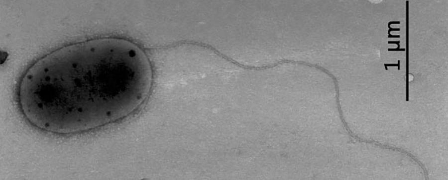 Откриха микроби, непознати на науката, на Международната космическа станция