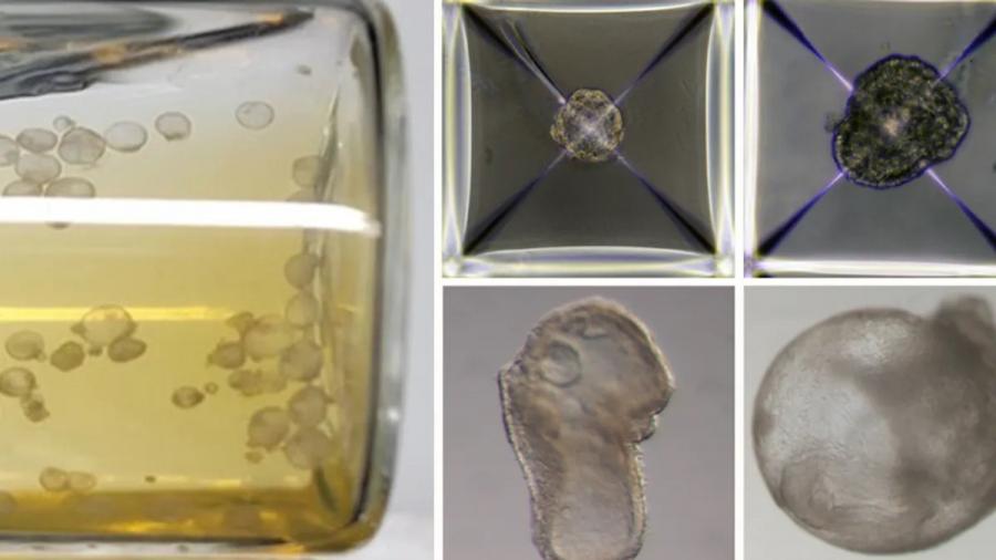 Създадоха синтетични ембриони от мишка без необходимостта от яйцеклетка, сперматозоид или утроба