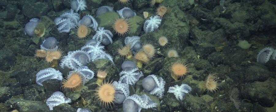 Дълбоководни природни „горещи вани“ помагат за излюпването на яйцата на октоподи