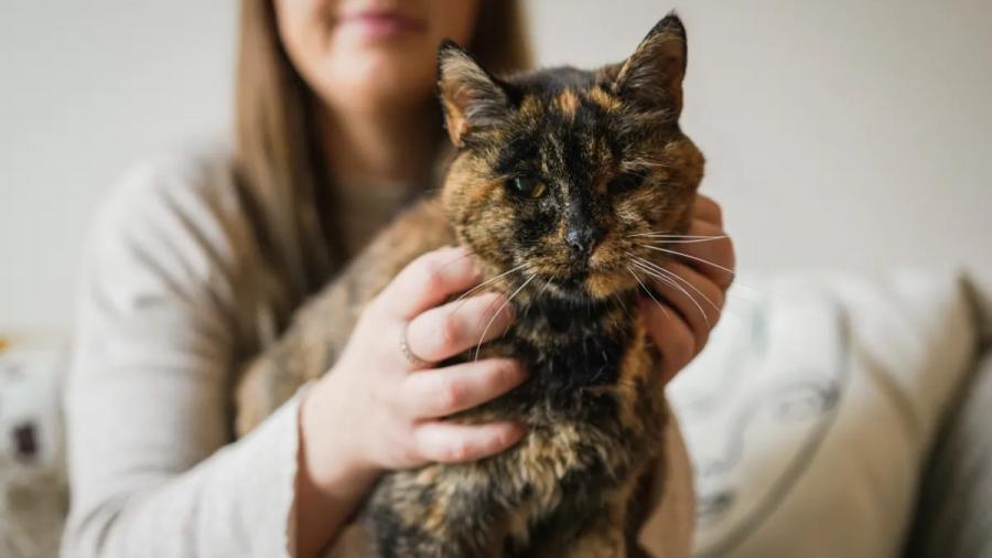 Запознайте се с Флоси – най-старата котка на света