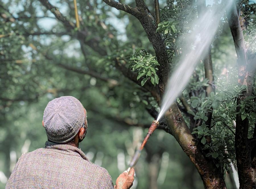 Слънцезащита за растенията: ролята на каолиновата глина