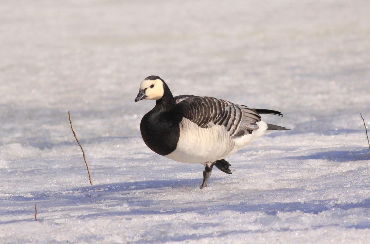 Фалшива пролет, внезапна зима: птиците в климат на изненади