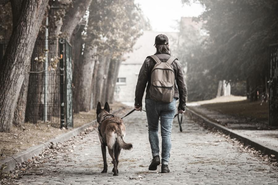 Разходката с кучето – най-полезна за здравето му