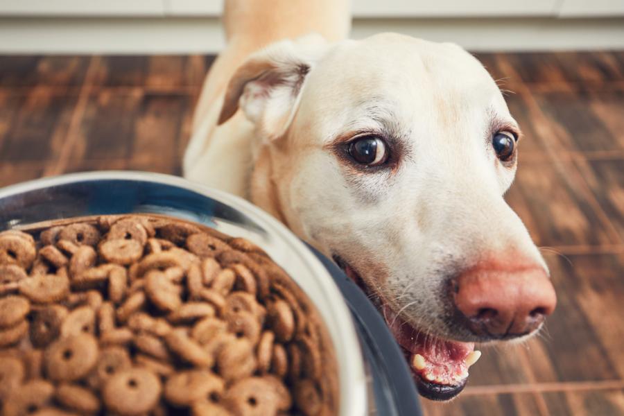 Колко често трябва да храним кучето си? Ново мащабно изследване дава изненадващ отговор
