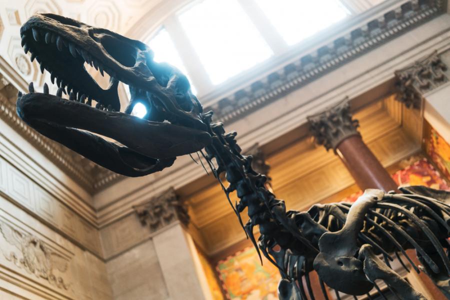 В Аржентина откриха фосил на дългия близо 10 метра мегараптор