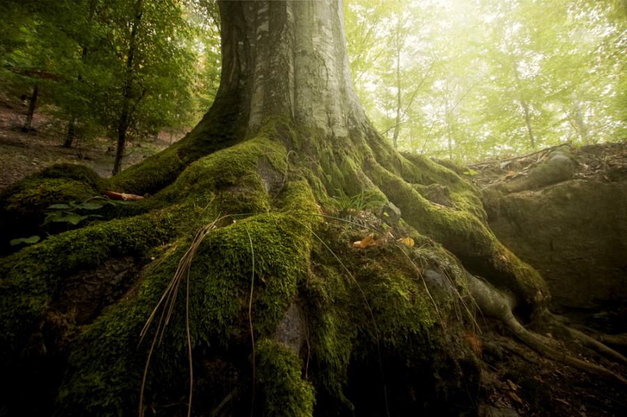 Три вековни дървета в Смолян и Харманли са обявени за защитени