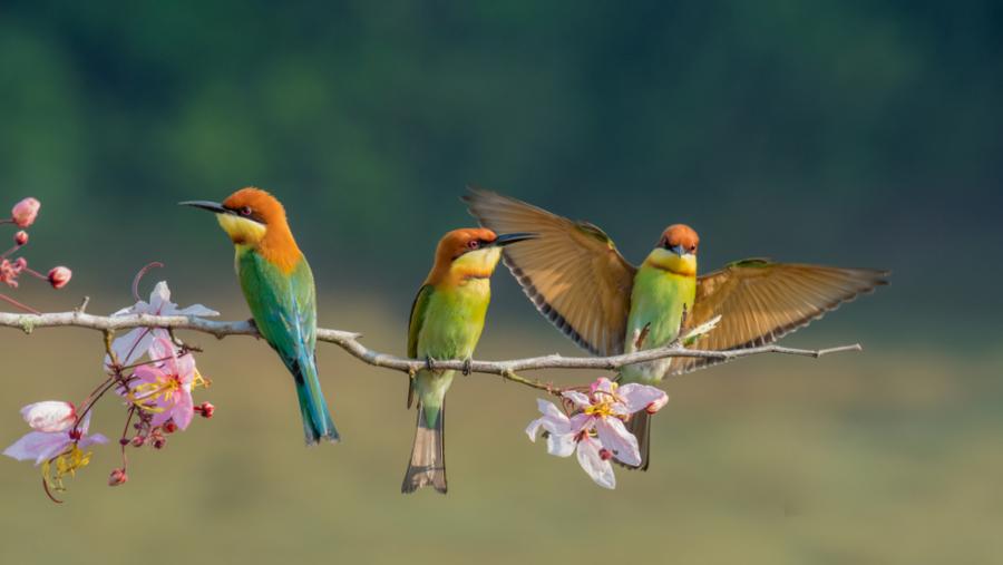 Нов атлас за миграцията на птици показва удивителни пътешествия