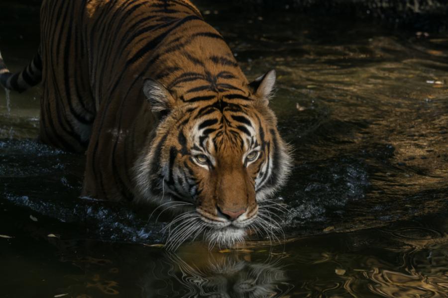 Тигър в zоологическата градина в Ню Йорк даде положителна проба за COVID-19