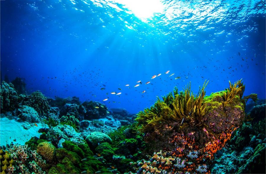 Водораслите заблуждават учените за реалното състояние на кораловите рифове