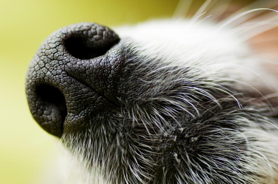 Ето защо носовете на кучетата са толкова студени