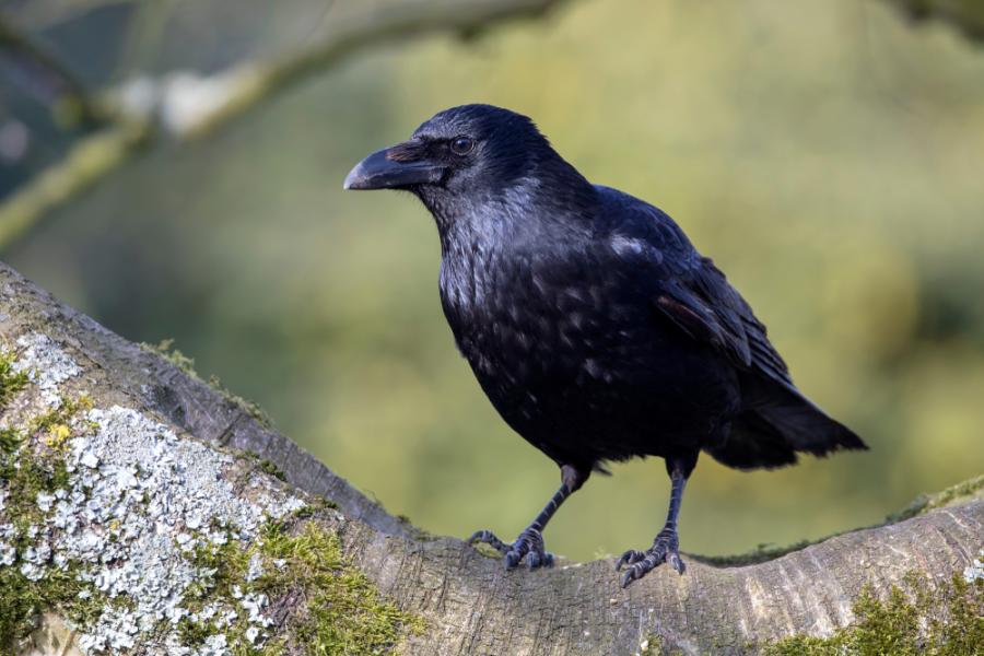 Враните притежават известна форма на съзнание