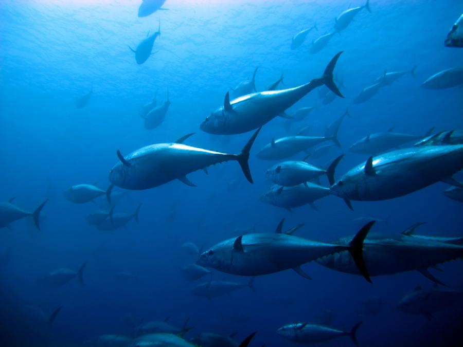 Съдържанието на живак остава постоянно в рибата тон 